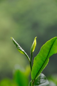 tea_leaves